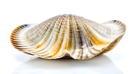 Obraz premium A Beautiful Image of a clam Isolated Against a White Background, sea clam isolated on white
