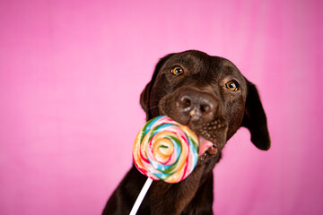 Hund leckt am Lolli