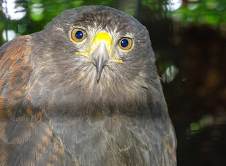 Harris's hawk (Parabuteo unicinctus) head. Animal