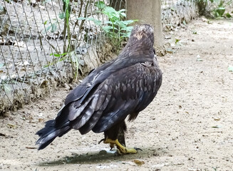 Steppe eagle (Aquila nipalensis) at zoo