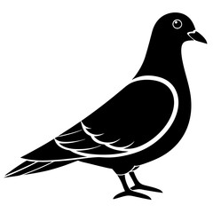 illustration of a pigeon