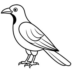 dove isolated on white