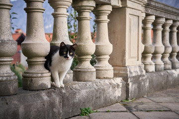 A black and white cat perches curiously between the balusters of a classical stone balustrade, with...