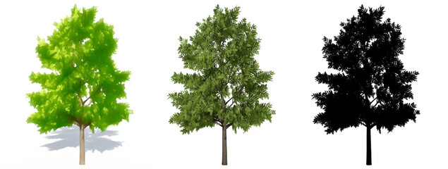 Set or collection of European Ash trees, painted, natural and as a black silhouette on white background. Concept or conceptual 3d illustration for nature, ecology and conservation, strength, beauty