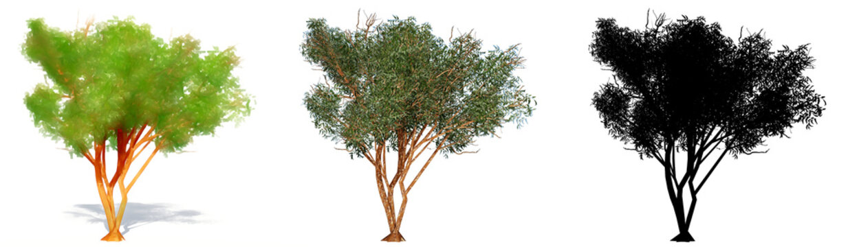 Set or collection of Gimlet trees, painted, natural and as a black silhouette on white background. Concept or conceptual 3d illustration for nature, ecology and conservation, strength and beauty