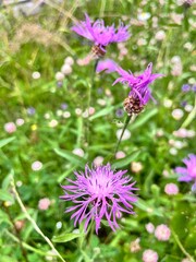 Pink and purple blooming knapweed. Wildflowers. Nature background