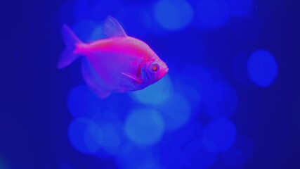 pink fish glowing tetra Glofish breed