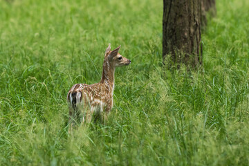 Ein junges Kalb des Damwildes im Wald