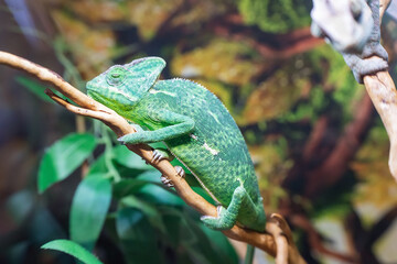 Yemen chameleon on a branch close-up. Chamaeleo calyptratus