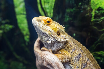 Portrait of a beautiful bearded dragon sitting on a branch