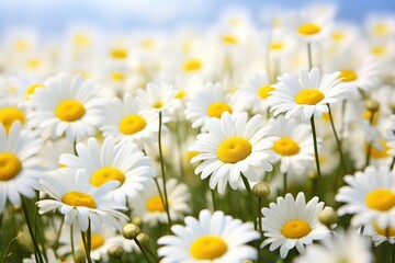 Obraz premium Daisy backgrounds outdoors blossom.