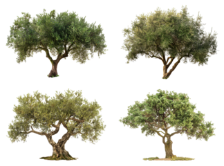 Un gruppo di alberi di ulivo su sfondo trasparente, evidenziando la loro bellezza e importanza.
