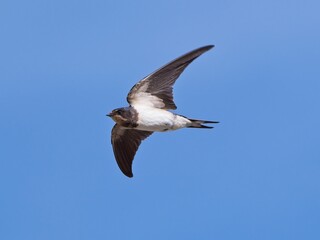 Rondine (Hirundo rustica)