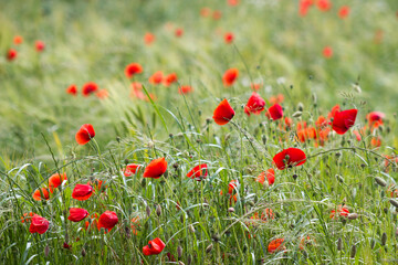 wild poppy flowers - soft focus