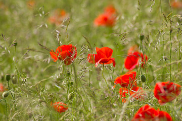 wild poppy flowers - soft focus