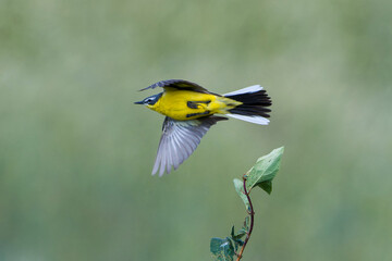 Wiesenschafstelze (Motacilla flava flava)