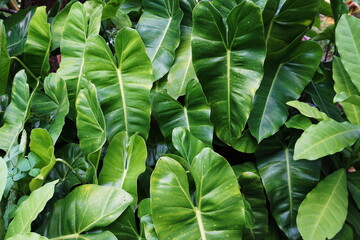 Abstract green tropical leaves nature background