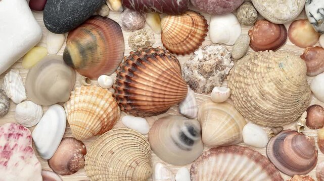 Sea shells, snails and pebbles of different sizes, shapes and colors on the brown wooden background. Top view. Close-up. Tracking shot.