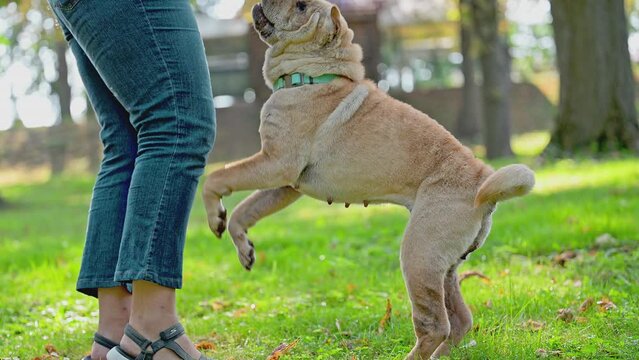 Brown dog walking on the grass with their owner