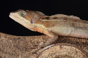 Portrait of a Common Basilisk on a tree trunk
