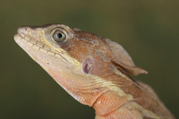 Portrait of a Common Basilisk against a green background
