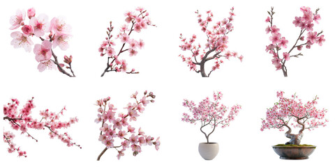 Sakura white background png transparent floral concept using for decoration.