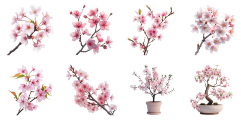 PNG Sakura no bg sample mockup set flower and plant concept using for decoration.