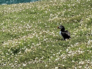 A view of an Atlantic Puffin on Skomer Island