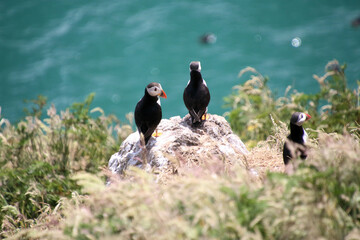 A view of an Atlantic Puffin on Skomer Island