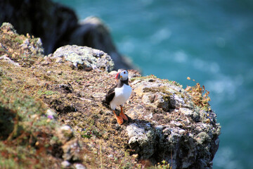 A view of an Atlantic Puffin on Skomer Island