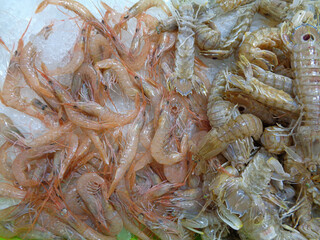 moluscos en exposición para su venta