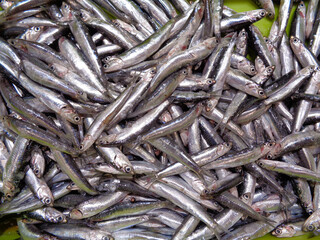 pescado en exposición para su venta