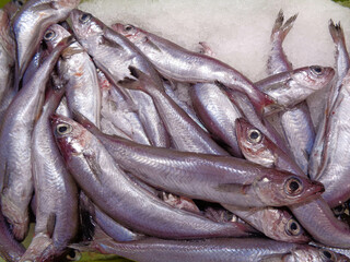 pescado en exposición para su venta