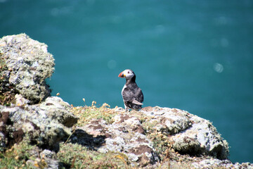 A view of an Atlantic Puffin on Skomer Island