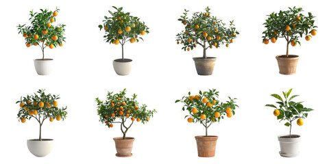 Citrus white background png transparent floral concept using for decoration.