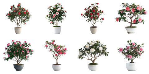 Camellias png isolated object set transparent background for all purpose.