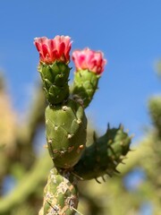Two deep pink Cacti flowers of the Austrocylindropuntia family centred in the frame at the top, with the left one more in focus. The blue sky and some more greenery is blurred in the background.