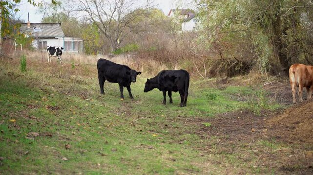 two young black Angus bulls butting heads