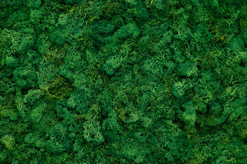 close-up of the wall covered with green moss
