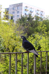 bird on a fence