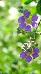 Close up beautiful  flower of Thai crape myrtle in bloom.