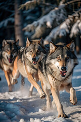 Naklejka premium a wolf pack running through a snowy forest