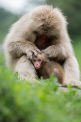 Naklejka premium cute little monkey and mother in snow monkey park, Nagano, Japan