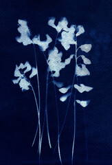 A Sun Print. Blue cyanotype of herbs. Silhouettes of plants on a blue background. Plant illustration. Skeleton flowers cyanotype. Alternative photography. Abstract floral illustration.