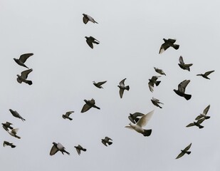 flock of birds in flight