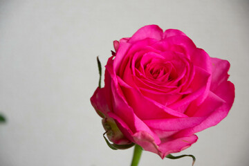 ピンクのばら