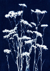 Skeleton flowers cyanotype. Alternative photography. Abstract floral illustration. A Sun Print. Blue cyanotype of herbs. Silhouettes of plants on a blue background. Plant illustration.