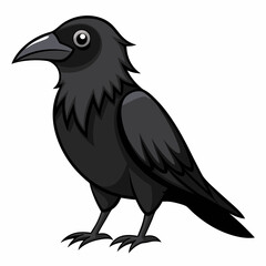 Crow on a white background