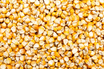 Dried Corn seeds close-up view 