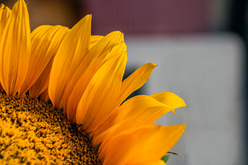Beautiful orange curved sunflower petals very close